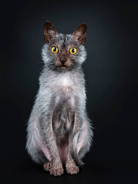 istock Cool Lykoi werewolf cat sitting up facing front looking very concentrated and focussed straight at lens, isolated on black background 1026611994