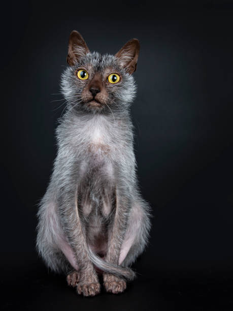 istock Cool Lykoi werewolf cat sitting up facing front looking straight at lens with head slightly tilted, isolated on black background 1026612010