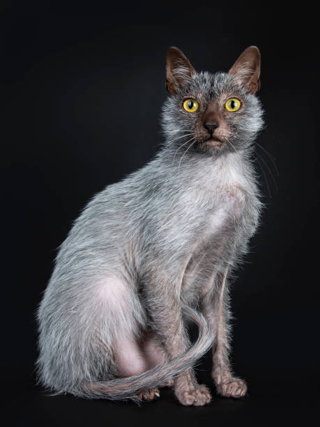 istock Cool Lykoi werewolf cat sitting side ways looking beside lens, isolated on black background 1026612012