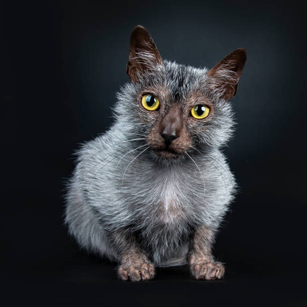 istock Cool Lykoi werewolf cat laying down facing front looking aggitated into lens, isolated on black background 1026612018