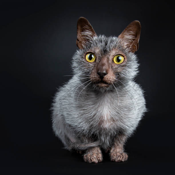 istock Cool Lykoi werewolf cat laying down facing front looking curious straight at lens, isolated on black background 1026612024