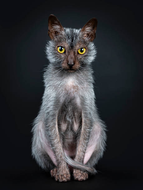 istock Cool Lykoi werewolf cat sitting up facing front looking very concentrated and focussed straight at lens with head slightly tilted down, isolated on black background 1026612034