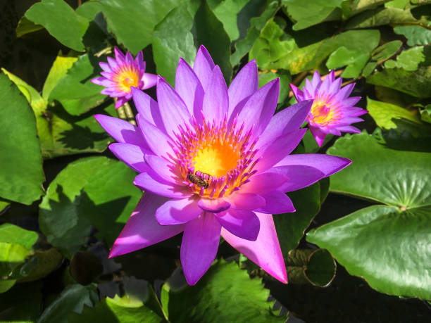 purple lotus flower - sea zen like landscape water imagens e fotografias de stock