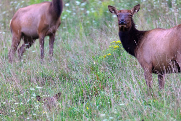istock Elk cow and calf 1026616826