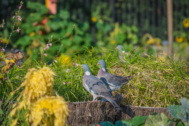 istock Two gray doves in the park on sunny summer day 1026618268