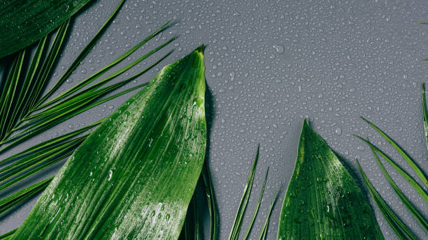 istock flat lay with assorted green foliage with water drops on grey backdrop 1026623178