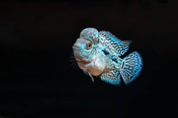 istock Cichlids kingkamfa in the aquarium 1026623198