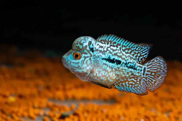 Cichlids kingkamfa in the aquarium