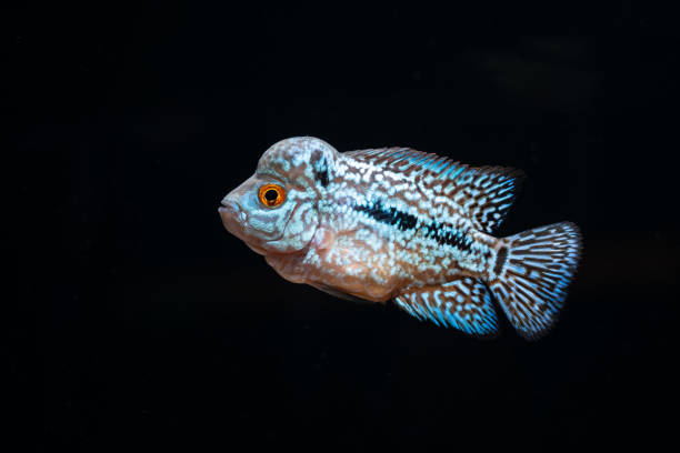 istock Cichlids kingkamfa in the aquarium 1026623368