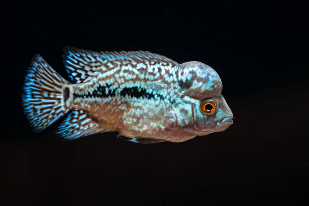 istock Cichlids kingkamfa in the aquarium 1026623376