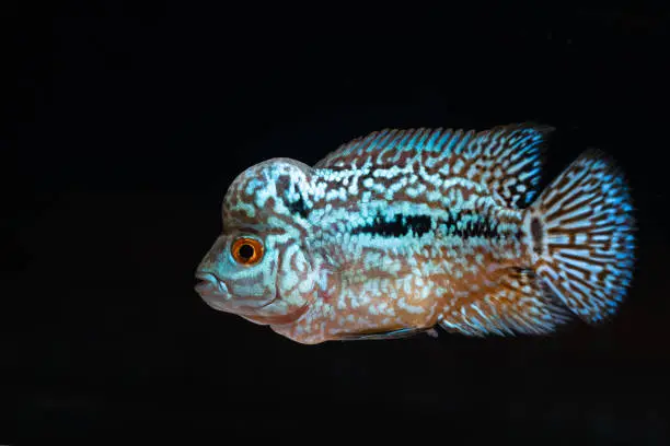 Cichlids kingkamfa in the aquarium