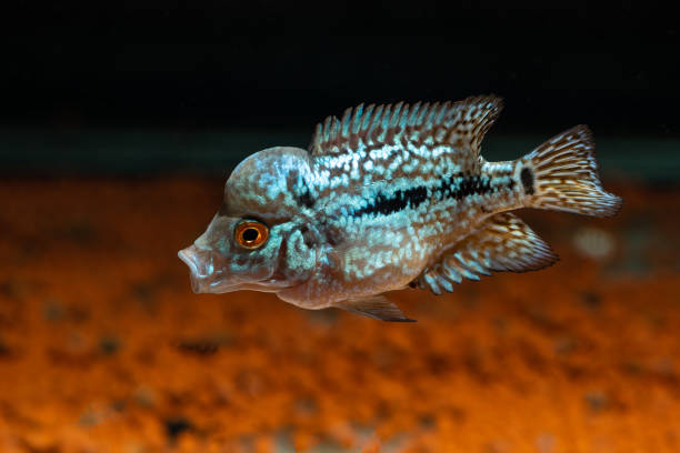 istock Cichlids kingkamfa in the aquarium 1026623398
