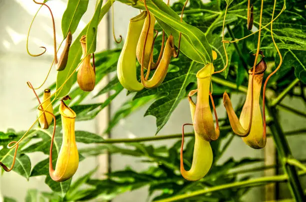 several pitchers of a meat-eating nepenthes growing in a greenhouse