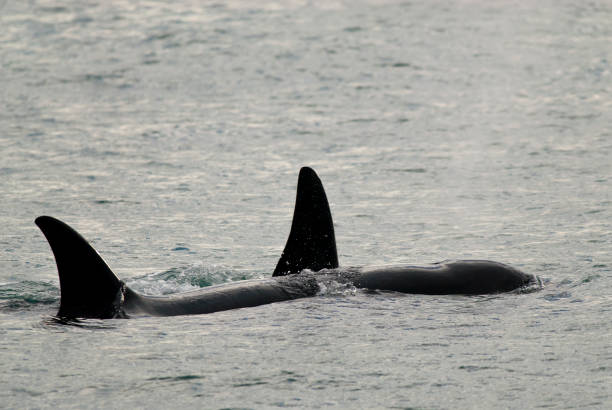 istock Orca, patagonia, Argentina 1026626806