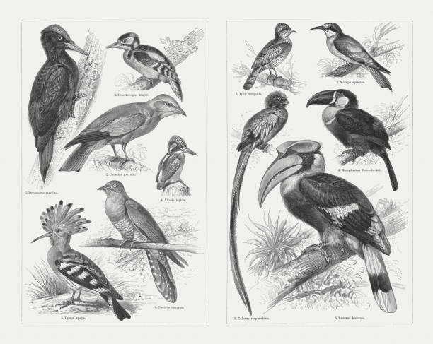 Climbing birds, wood engravings, published in 1897 Climbing birds, left side: 1) Black woodpecker (Dryocopus martius); 2) European roller (Coracias garrulus, or Coracias garrula); 3) Great spotted woodpecker (Dendrocopos major); 4) Common kingfisher (Alcedo atthis, or Alcedo ispida); 5) Hoopoe (Upupa epops); 6) Common cuckoo (Cuculus canorus). Right side: 1) Eurasian wryneck (Jynx torquilla); 2) European bee-eater (Merops apiaster); 3) Resplendent quetzal (Pharomachrus mocinno, or Calurus resplendens); 4) Channel-billed toucan (Ramphastos vitellinus, or Ramphastus Temminckii); 5) Great hornbill (Buceros bicornis). Wood engravings, published in 1897. channel billed toucan stock illustrations