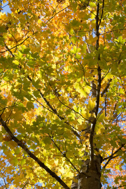 istock View looking up through the yellow and green leaf canopy at a blue sky 1026627130