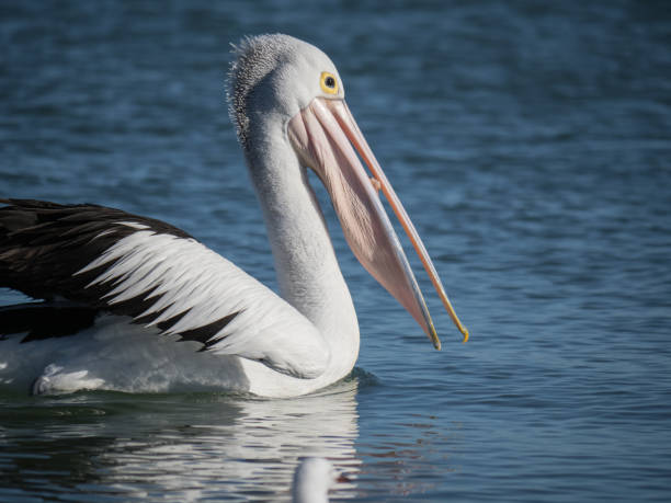 istock Australian Pelican Bird 1026627834