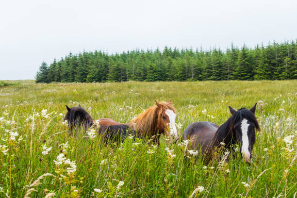 Irish wild horses Wildlife Ireland connemara national park stock pictures, royalty-free photos & images