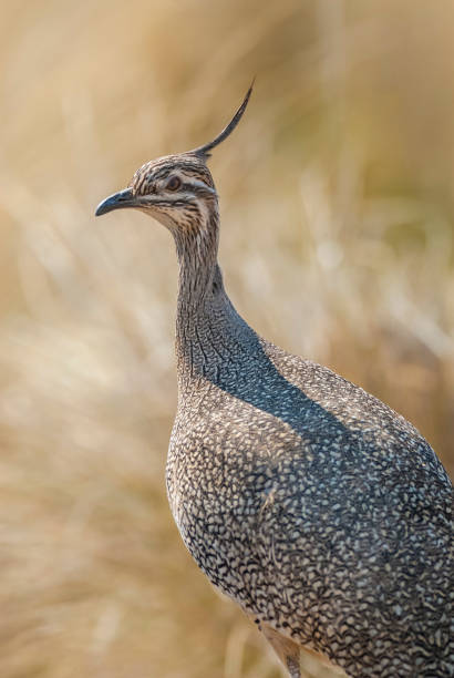 Elegant crested tinamou Elegant crested tinamou.Argentina eudromia elegans stock pictures, royalty-free photos & images