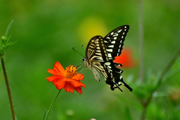 istock Butterfly and Orange/Yellow Cosmos Flowers 1026628610