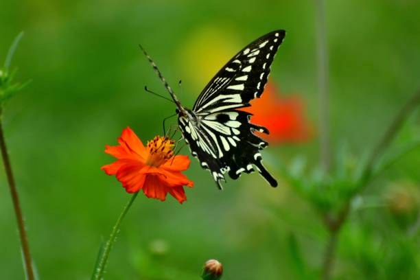 istock Butterfly and Orange/Yellow Cosmos Flowers 1026628624