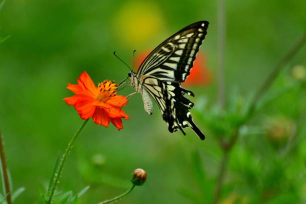 istock Butterfly and Orange/Yellow Cosmos Flowers 1026628646