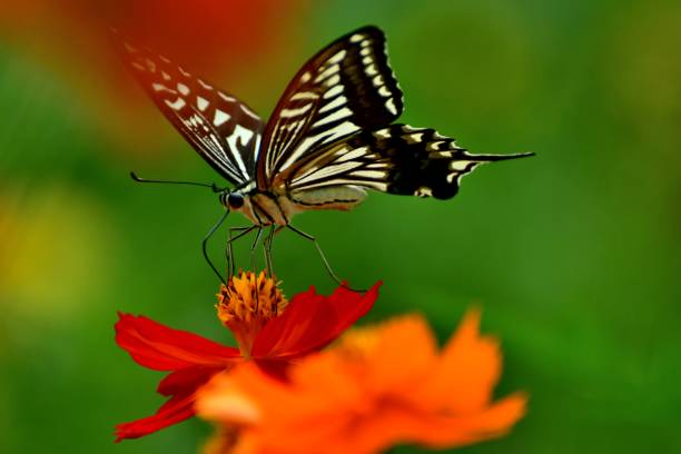istock Butterfly and Orange/Yellow Cosmos Flowers 1026630930