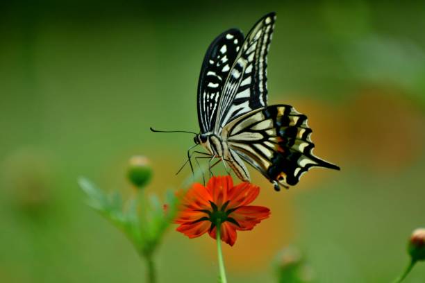 istock Butterfly and Orange/Yellow Cosmos Flowers 1026631126