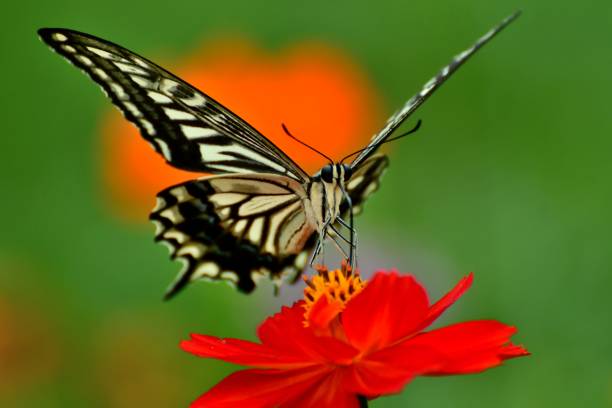 The photo shows orange/yellow cosmos flowers and a butterfly called papilio xuthus, or commonly called Asian swallowtail.Native to Mexico, cosmos sulphureus which is commonly called yellow cosmos is now grown all over including North America, Asia and Europe. This annual plant produces daisy-like flowers with flower colors ranging from yellow to orange to scarlet red. Orange cosmos normally blooms in July and August in Japan with butterflies circling around the flowers.
