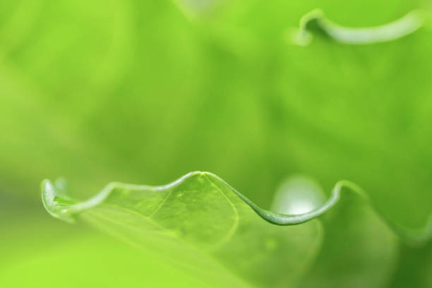 istock Freshness of nature in natural condition. 1026631232