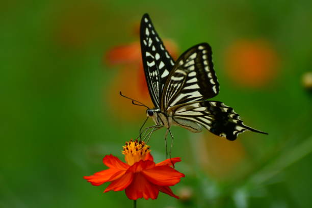 istock Butterfly and Orange/Yellow Cosmos Flowers 1026631564
