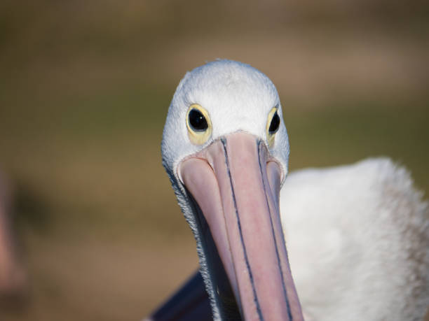 istock Australian Pelican Bird 1026632162