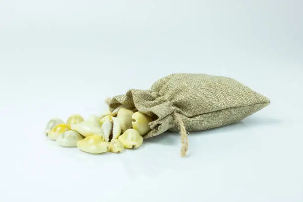 Money cowry in a sack on white background