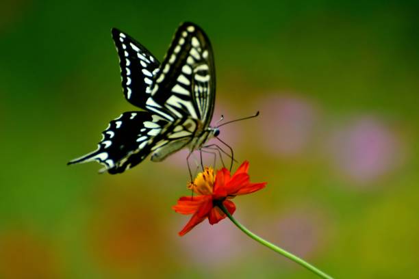 istock Butterfly and Orange/Yellow Cosmos Flowers 1026632254