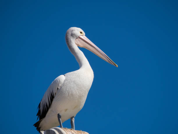 istock Australian Pelican Bird 1026632272