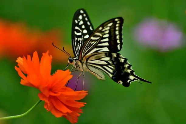 The photo shows orange/yellow cosmos flowers and a butterfly called papilio xuthus, or commonly called Asian swallowtail.
Native to Mexico, cosmos sulphureus which is commonly called yellow cosmos is now grown all over including North America, Asia and Europe. This annual plant produces daisy-like flowers with flower colors ranging from yellow to orange to scarlet red. Orange cosmos normally blooms in July and August in Japan with butterflies circling around the flowers.