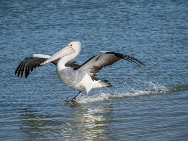 istock Australian Pelican Bird 1026632688