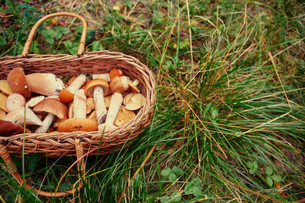 istock Mushrooms in a wicker basket. Forest gifts 1026632746