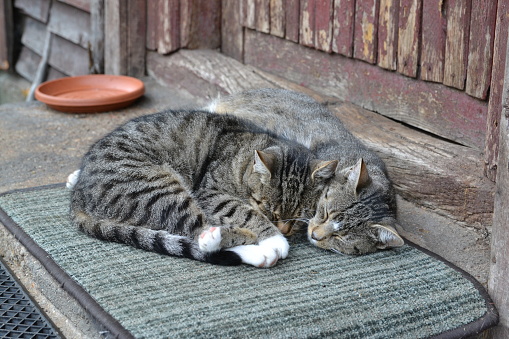 Shot on the cats sleeping on the doormat in the village.