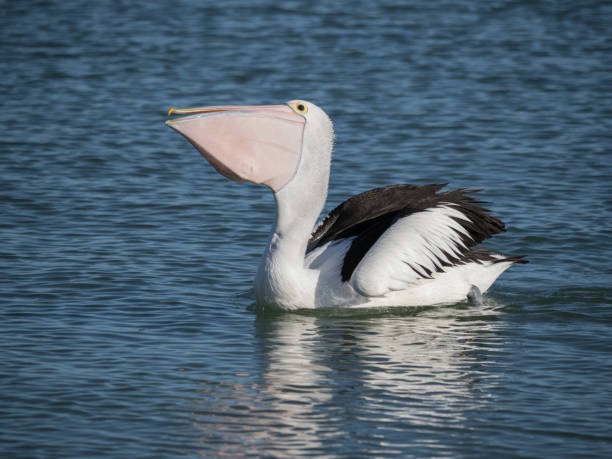 istock Australian Pelican Bird 1026635606