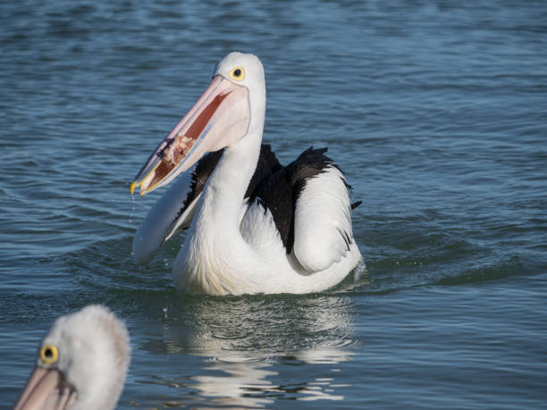 istock Australian Pelican Bird 1026635890