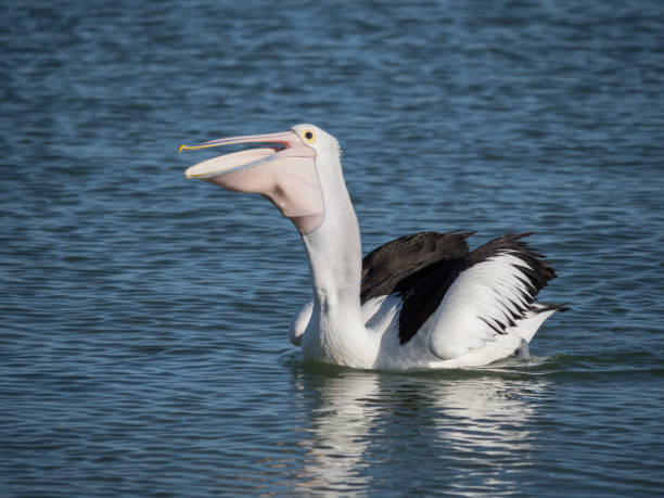 istock Australian Pelican Bird 1026635912