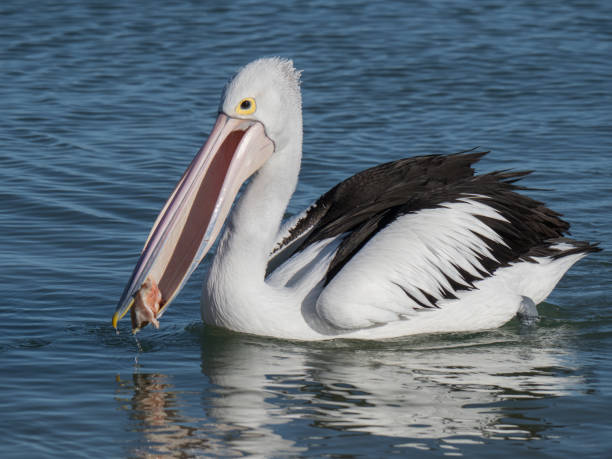 istock Australian Pelican Bird 1026635986