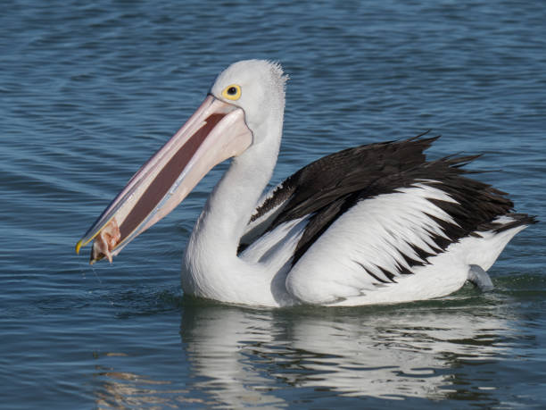 istock Australian Pelican Bird 1026635990