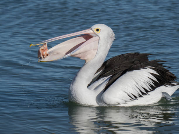 istock Australian Pelican Bird 1026636506