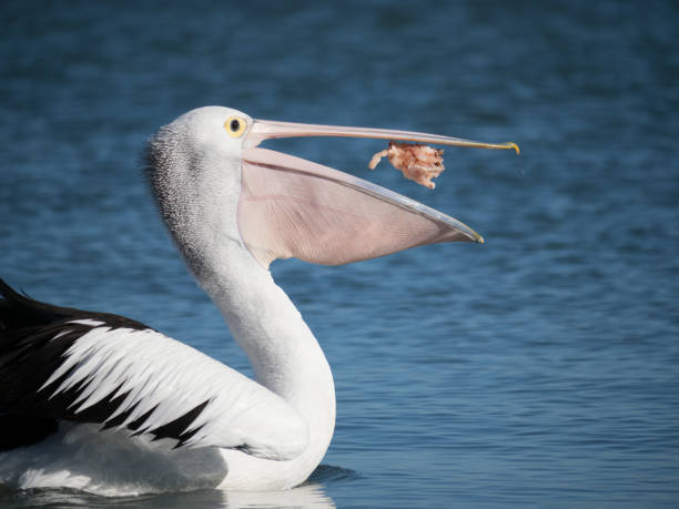 istock Australian Pelican Bird 1026636508