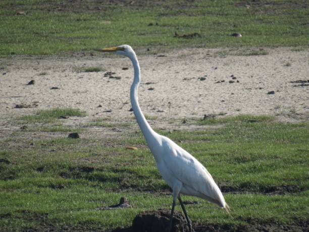 istock Large White Bird In Natural Parkland 1026636620