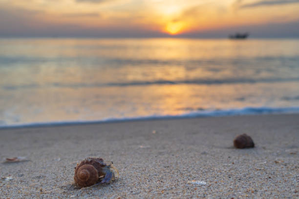 istock Hermit crab on the beach in the morning. 1026643558