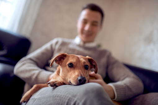 Happy young man sitting with his puppy on a sofa at home.