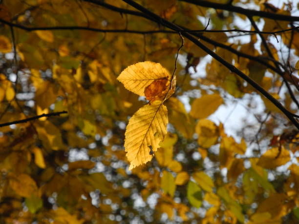 istock leaves of a beech 1026644382